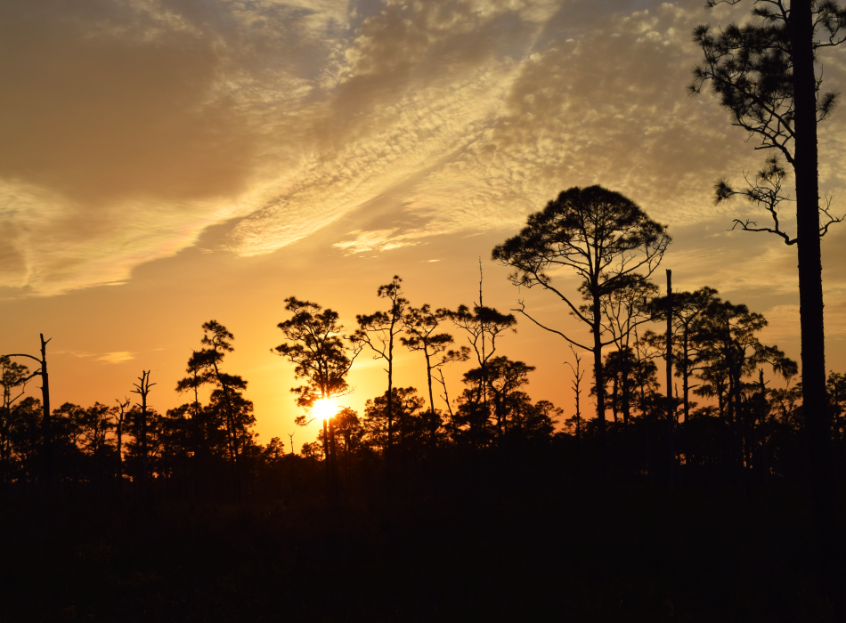 Sky glowing yellow and orange is seen through the silhouette of the tree line.