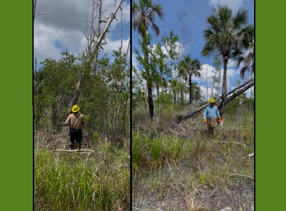 Park staff doing trail maintenance and cutting trees