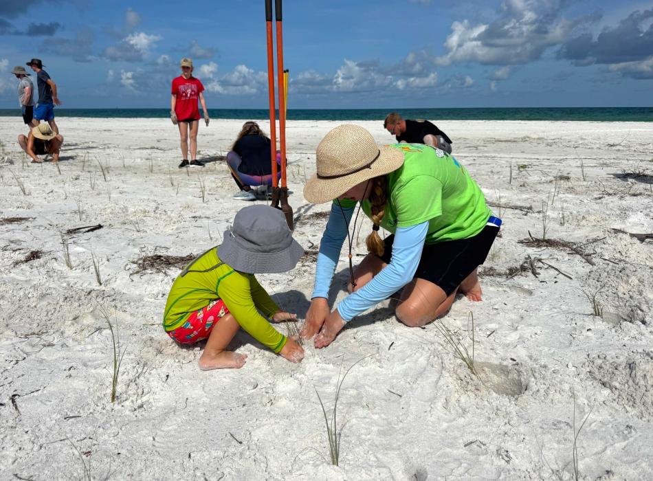 A woman and child carefully planting sea oats on the beach. 