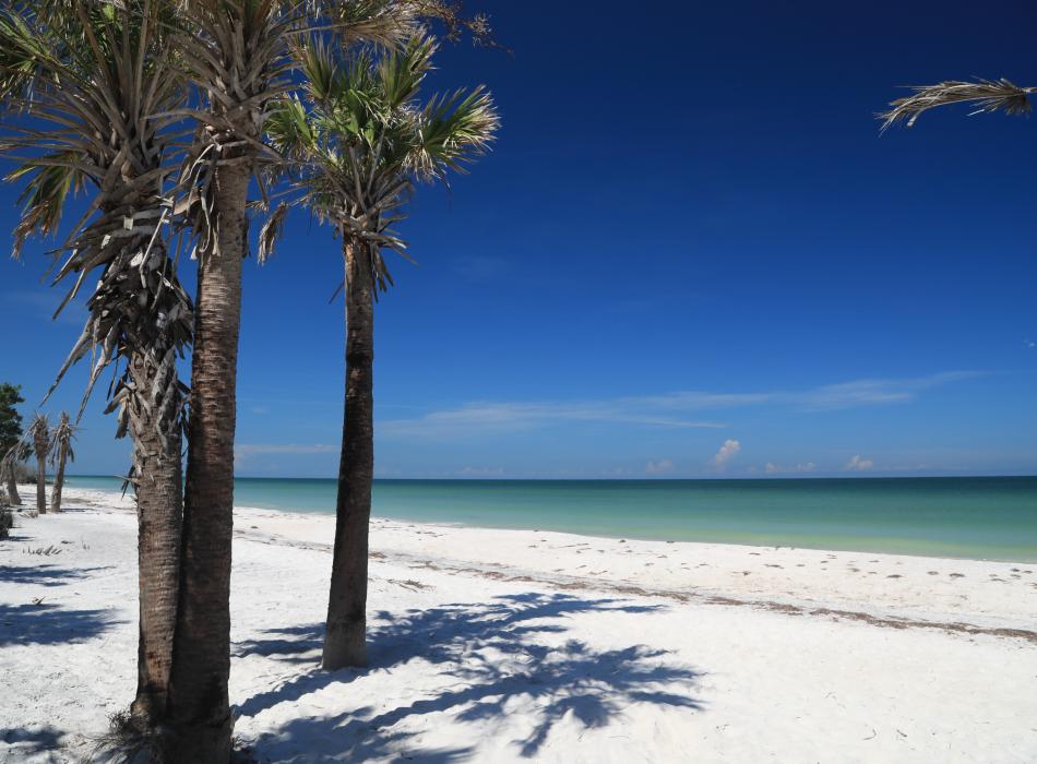 Palm trees on the beach at Caladesi Island State Park.