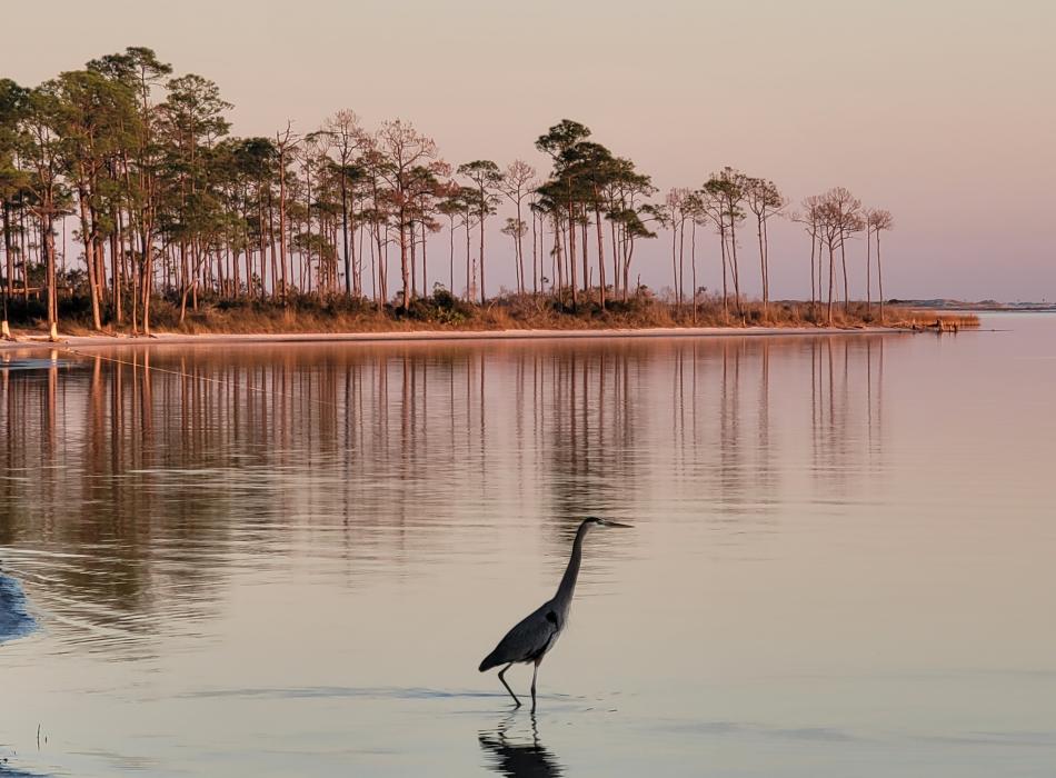 A bird wades through shallow water at sunrise. 