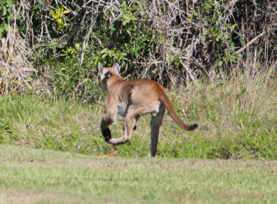 Where to See the Florida Panther