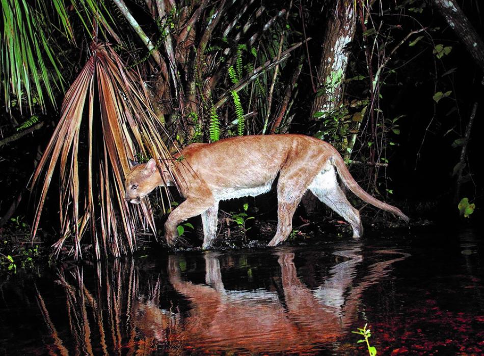 A collared Florida panther walking in the swamp at Fakahatchee Strand Preserve State Park. Photo by Jay Staton Photography.