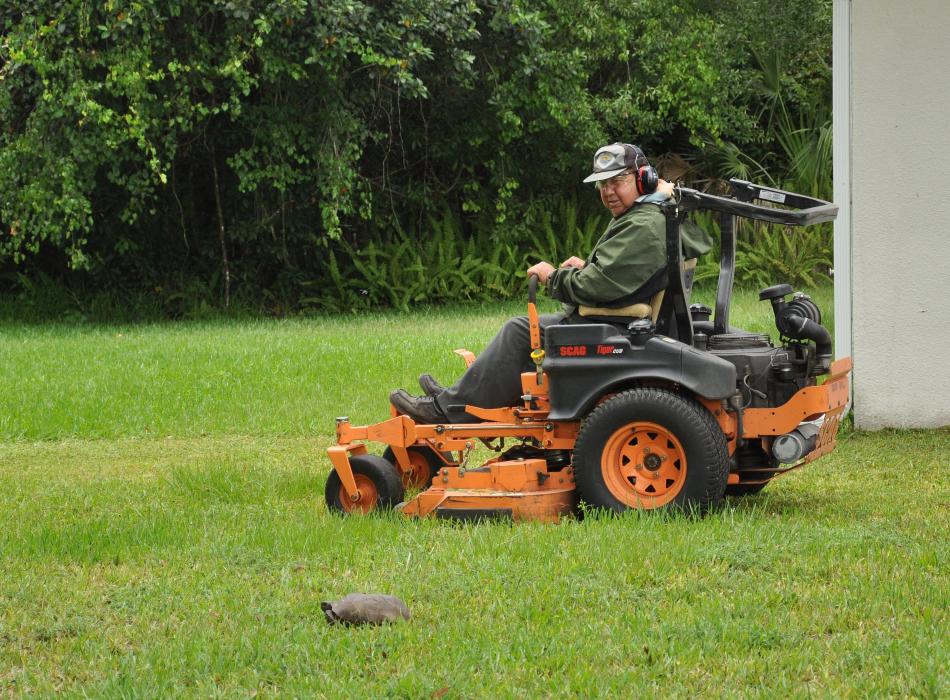 Man riding orange lawnmower with gopher tortoise in the grass