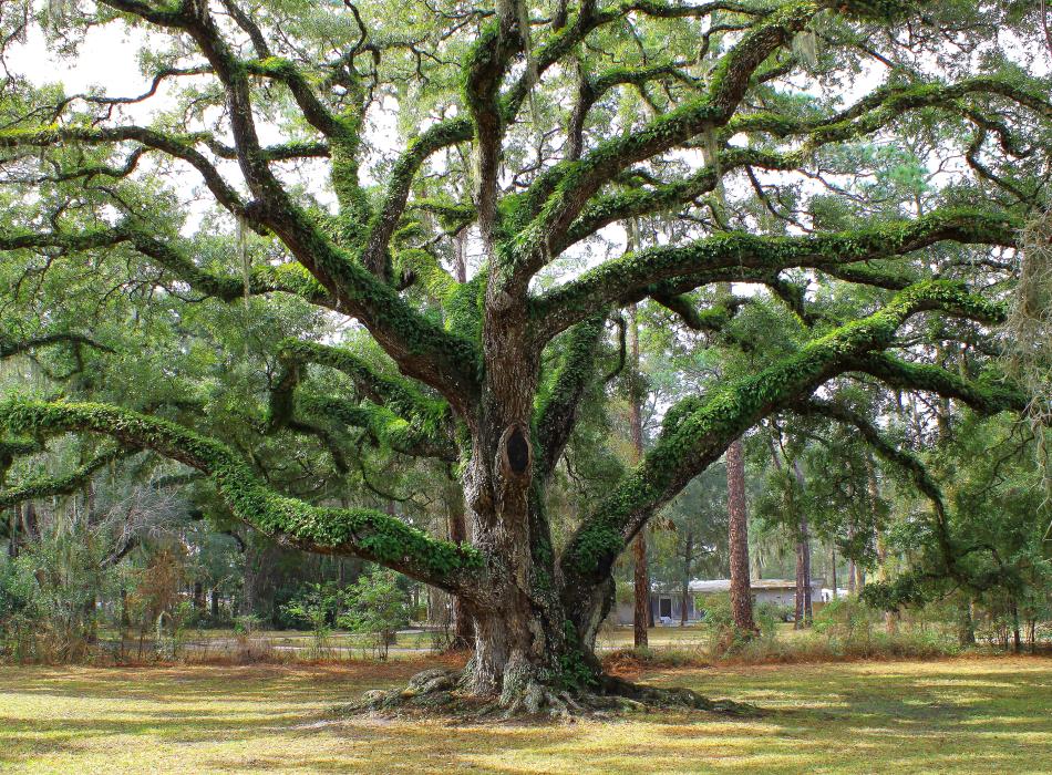 Large branching tree at Dade Battlefield