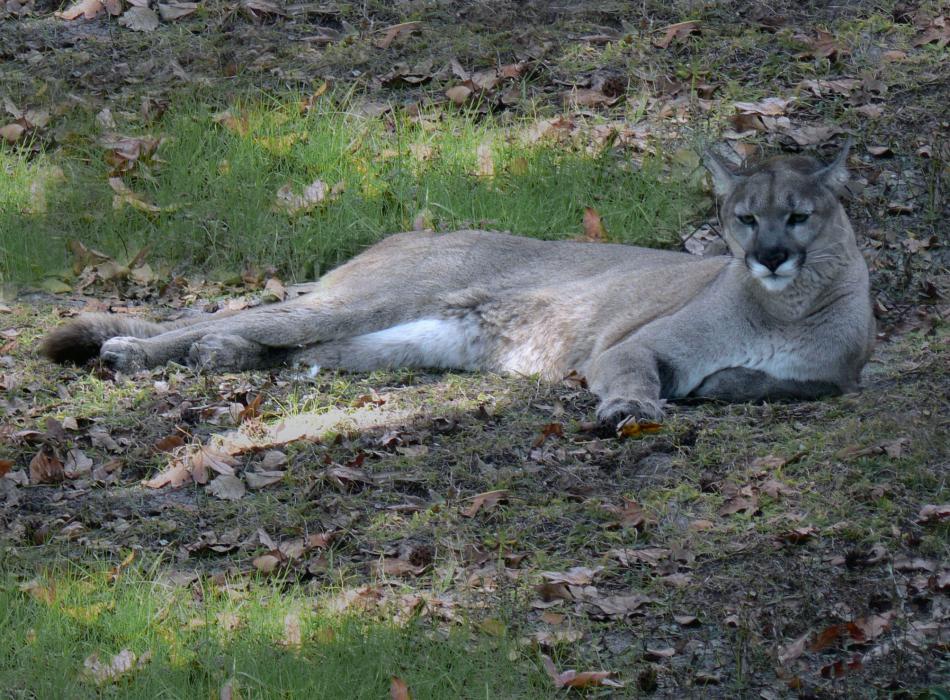 A Florida panther rests in the shade at Ellie Schiller Homosassa Springs Wildlife State Park.
