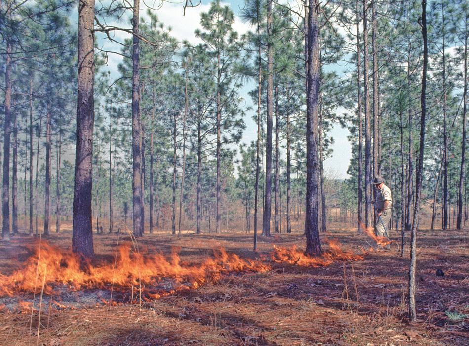 Park superintendent Frank Chesley rakes pine straw during the first official prescribed fire at Falling Waters State Park in 1971.