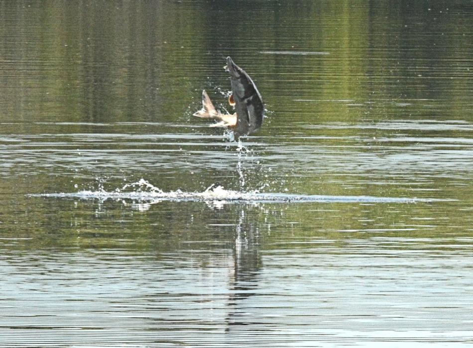 A gulf sturgeon jumps out of the water.