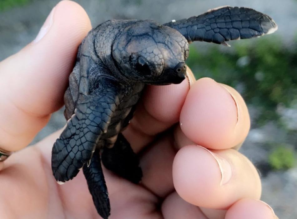 A person holding a baby hawksbill in their hand.