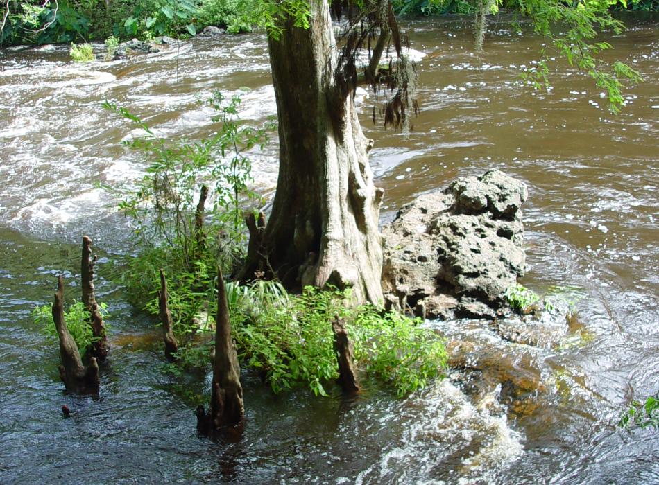 A view of the rapids flowing around a tree.