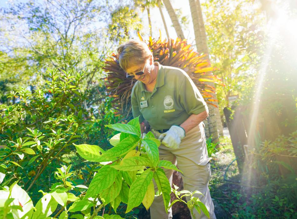 A volunteer handling a potted plant