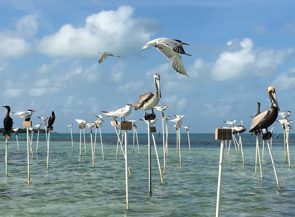 Variety of Birds using Bird Stakes