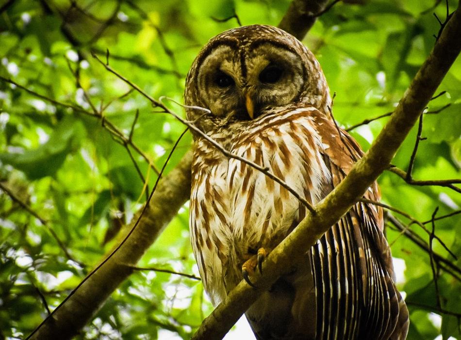 Barred Owl at Maclay Gardens