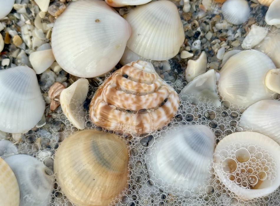 Assortment of shells