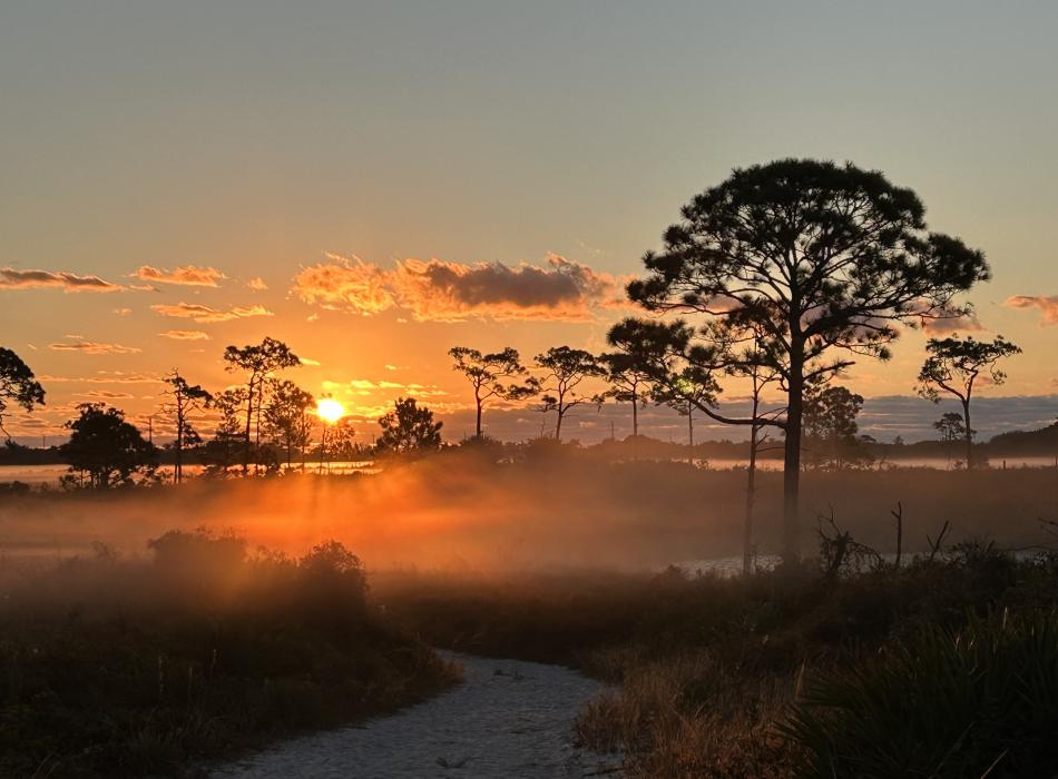 A pine flatwoods area at sunrise. 