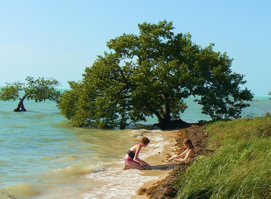 Two girls playing in the sand with a large tree on the beach behind them. 