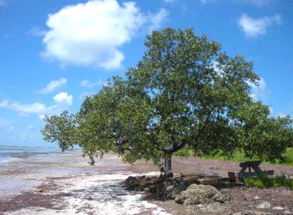 A single mangrove along the shore of the water.