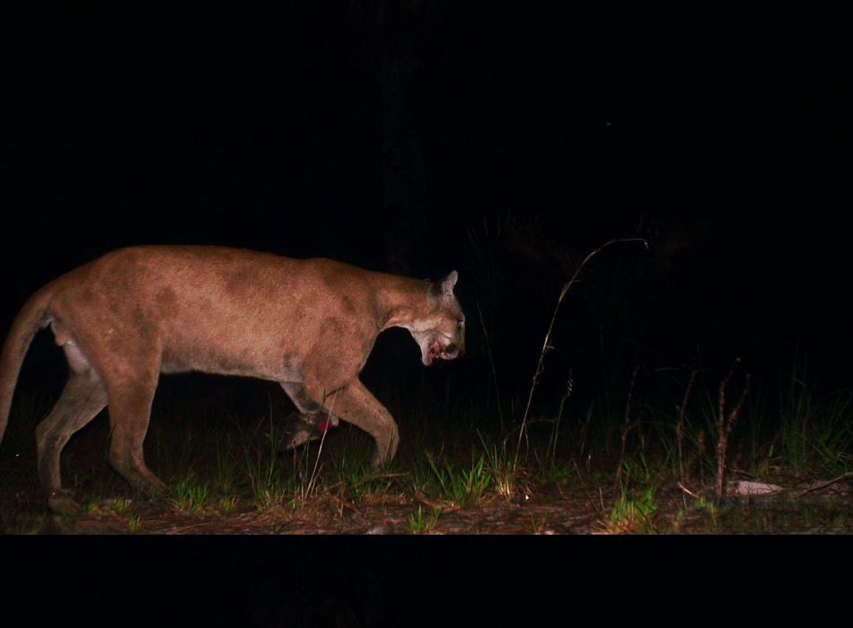 Trail cam photo of a Florida panther walking on a grassy trail at night.