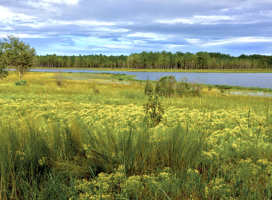 The lake at Mike Roess Gold Head Branch State Park