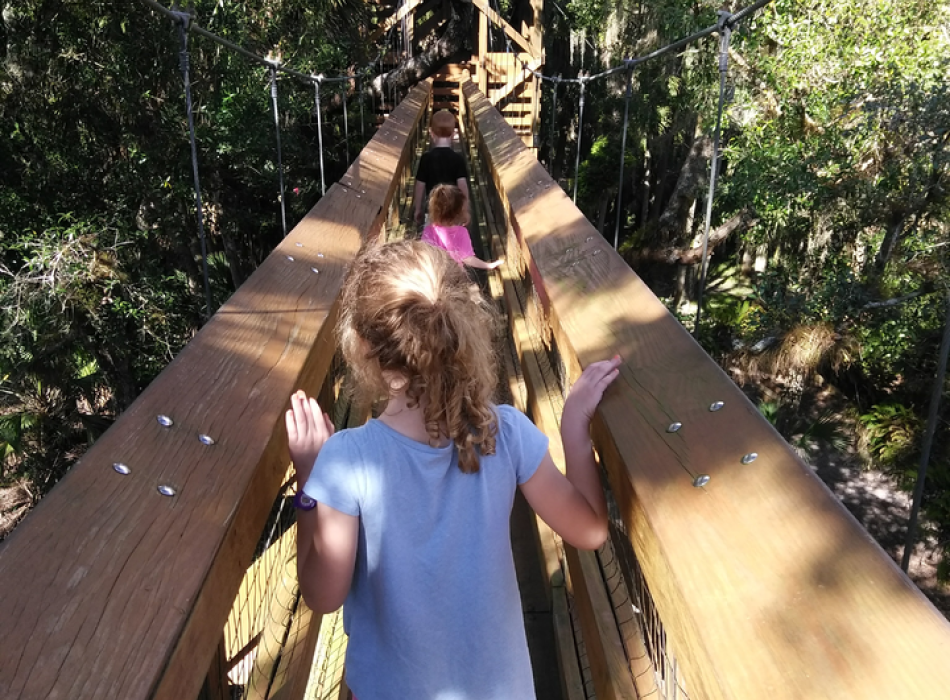What will you see from the tree canopy walkway at Myakka River State Park? 