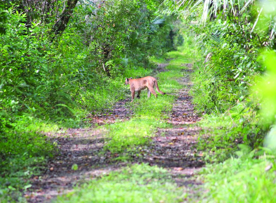 Florida panther seen on a trail at Fakahatchee Strand Preserve State Park.