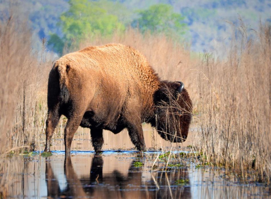 Bison at Payne's Prairie Preserve State Park