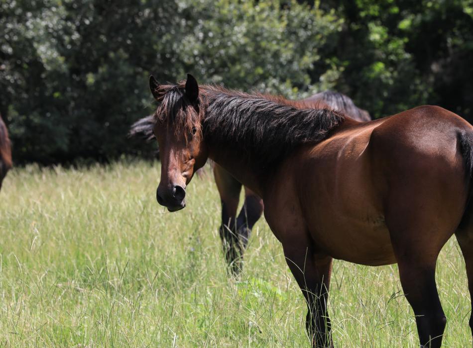 Wild Horses