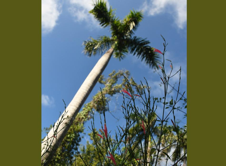 A large royal palm, blue sky, white clouds, green vegetation and a firecracker bush.