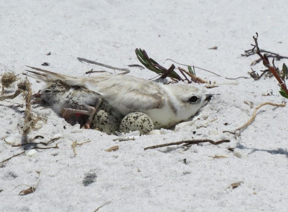 A snowy plover protects her eggs.