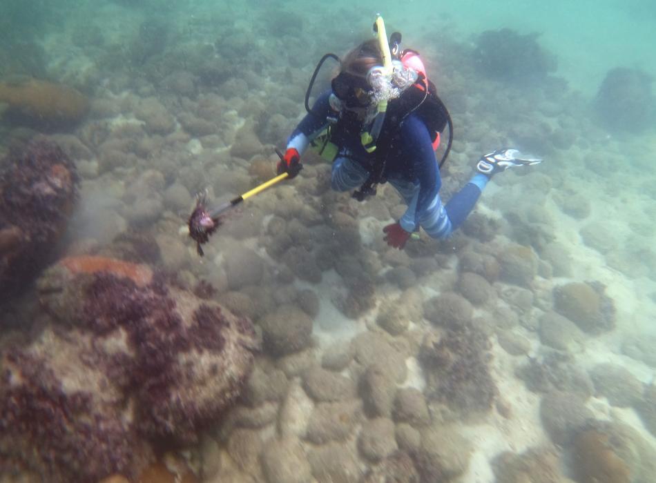 a scuba diver swims underwater