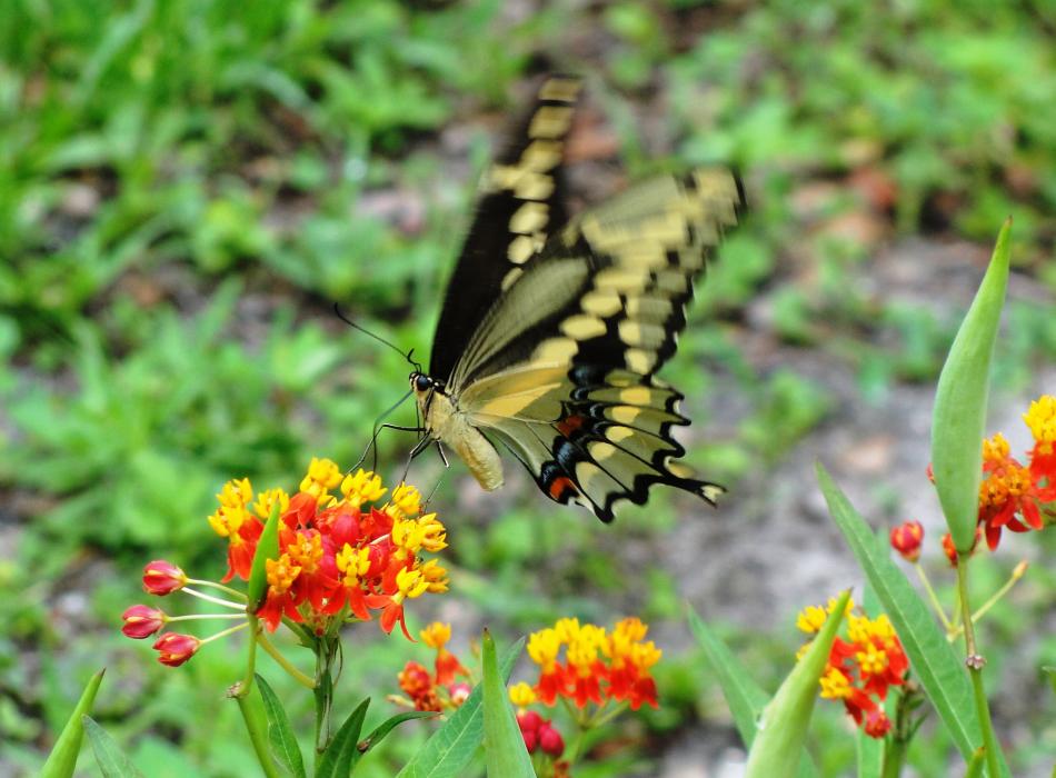 A Schaus swallowtail butterfly on native lantana.