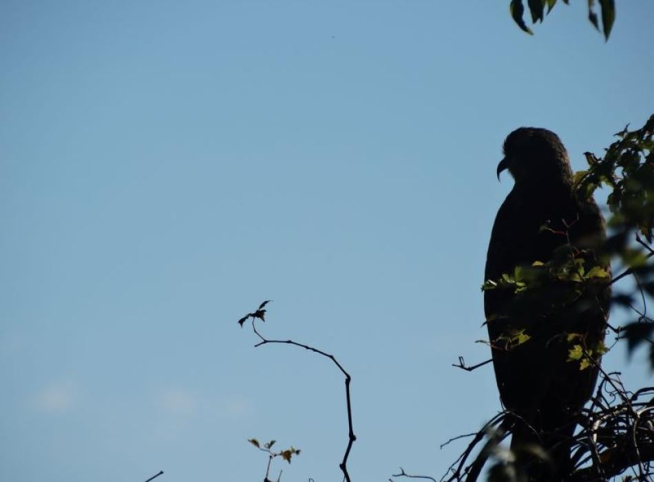 A snail kite perches on a branch.