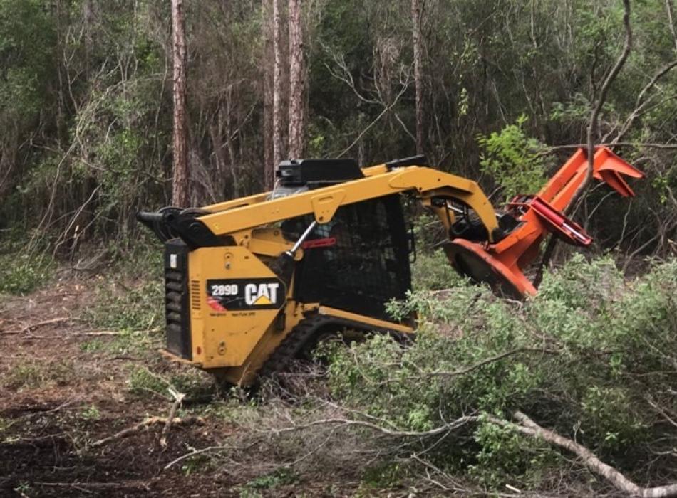 One of our crew using a compact track loader with feller buncher attachment to remove titi trees from overgrown wet prairie.