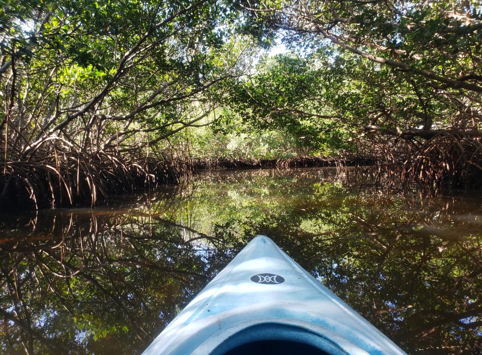 Mangrove Tunnel