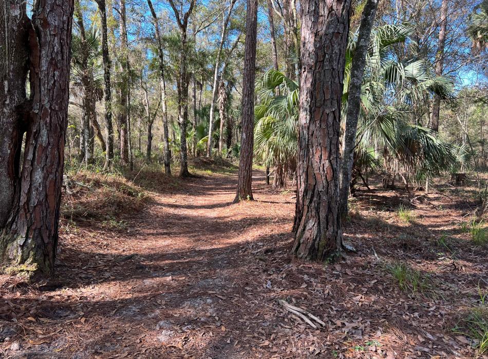 Wooded trail at Colt Creek State Park.