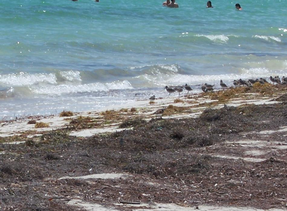 A view of the wrack line along the shore.