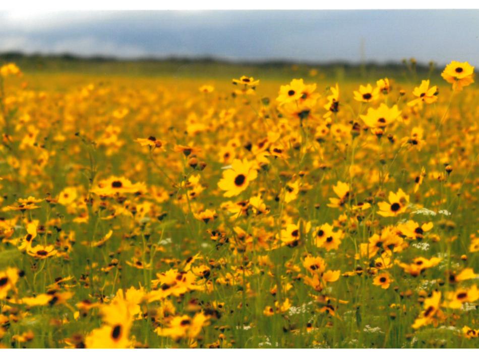 A field of coreopsis flowers