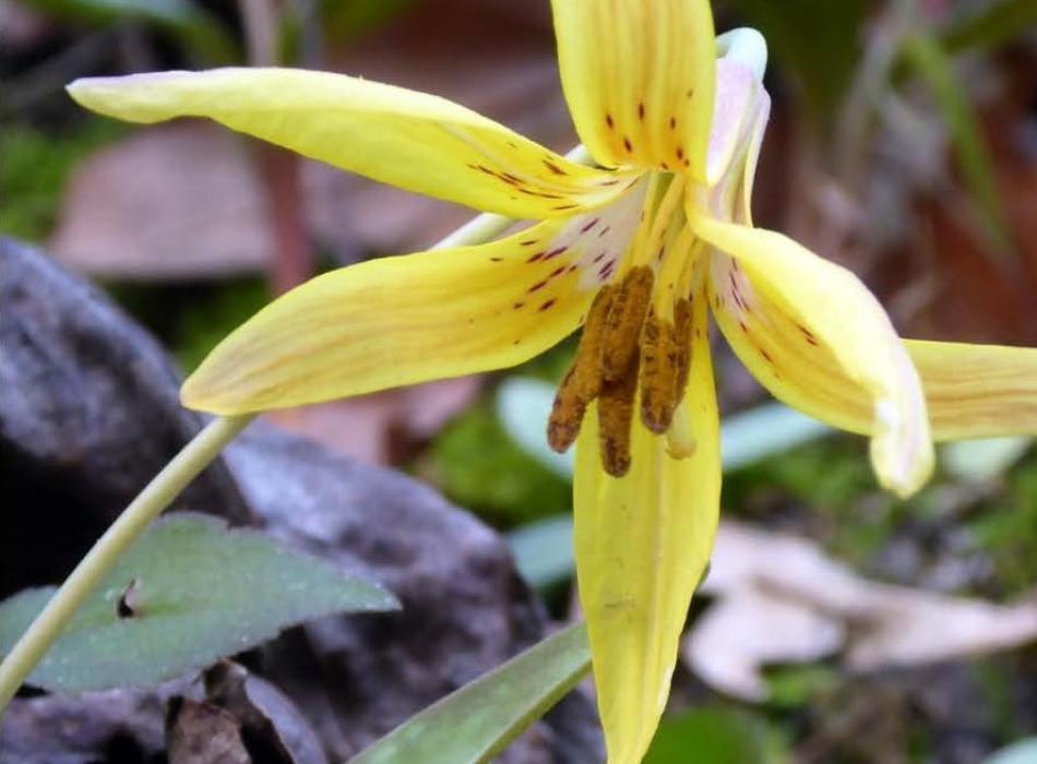 Large bright yellow flower of the trout lily. 
